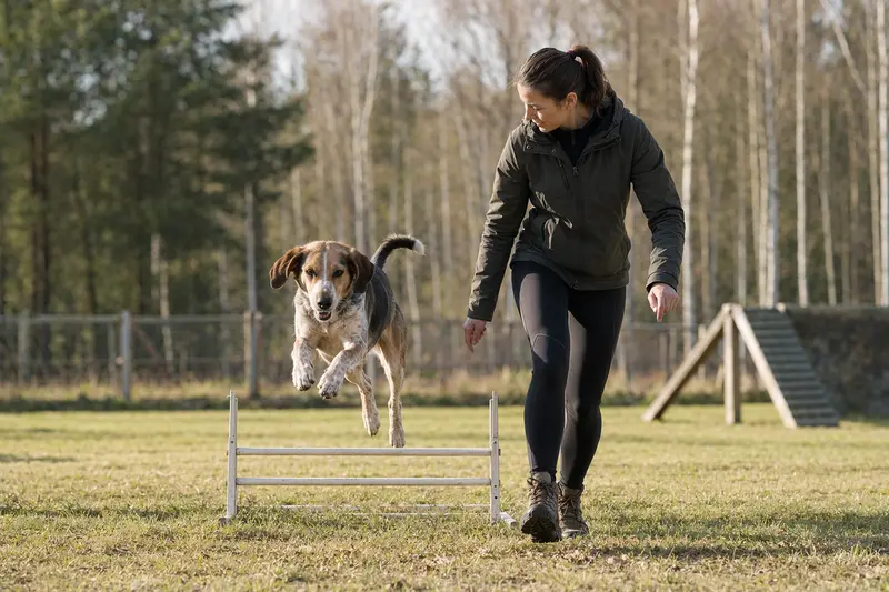 Ein Haldenlaufhund springt mit seinem Besitzer über eine kleine Trainingshürde auf dem Hundeplatz.