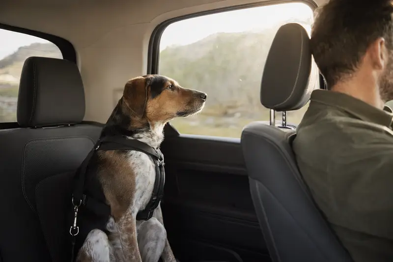 Ein Haldenlaufhund sitzt sicher angeschnallt auf der Rückbank eines Autos.