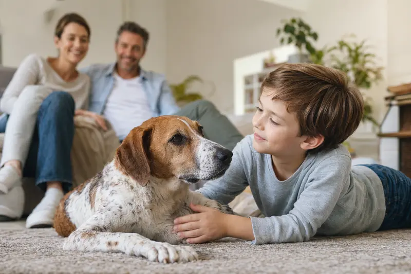 Ein freundlicher Haldenstövare Hund liegt entspannt neben einem Kind im hellen Wohnzimmer, während die Eltern im Hintergrund eine sichere Familienatmosphäre schaffen.