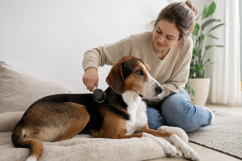 Ein Haldenstövare wird zuhause sanft gebürstet, während sein Besitzer liebevoll die Fellpflege übernimmt.