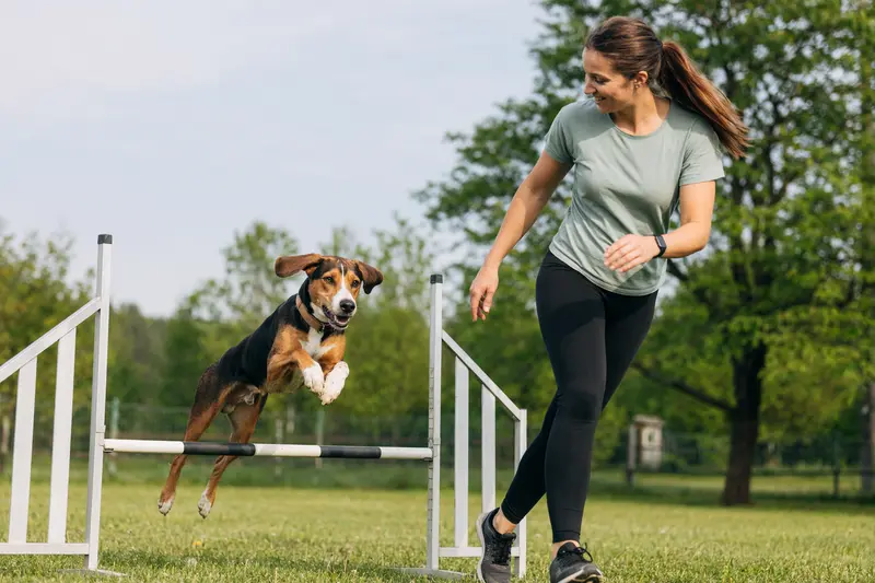 Ein Haldenstövare trainiert mit seinem Besitzer auf einem Hundeplatz über eine kleine Hürde in sonniger, sportlicher Atmosphäre.