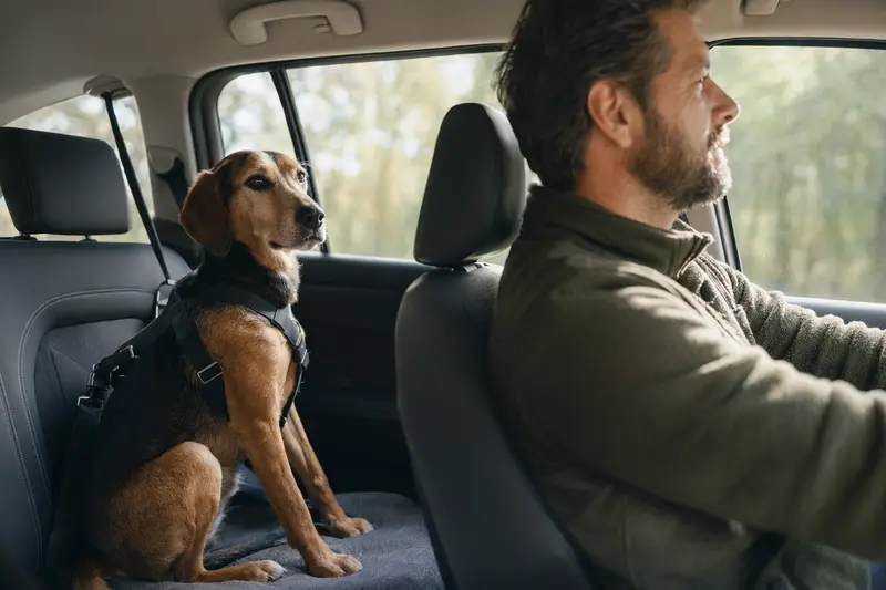 Ein Haldenstövare Hund sitzt sicher angeschnallt auf der Rückbank eines Autos, während der Besitzer fährt.