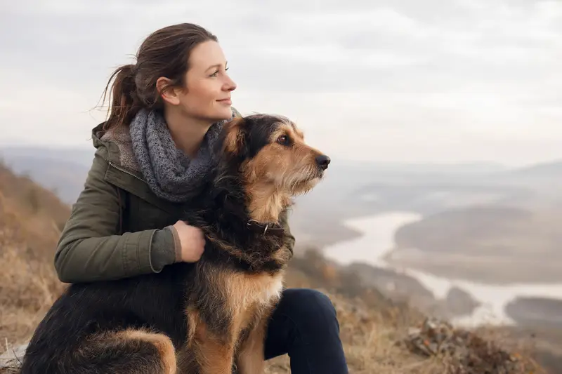 Ein aufmerksam stehender Haldenstover Hund vor hellem Hintergrund in natürlicher, realistischer Haltung.