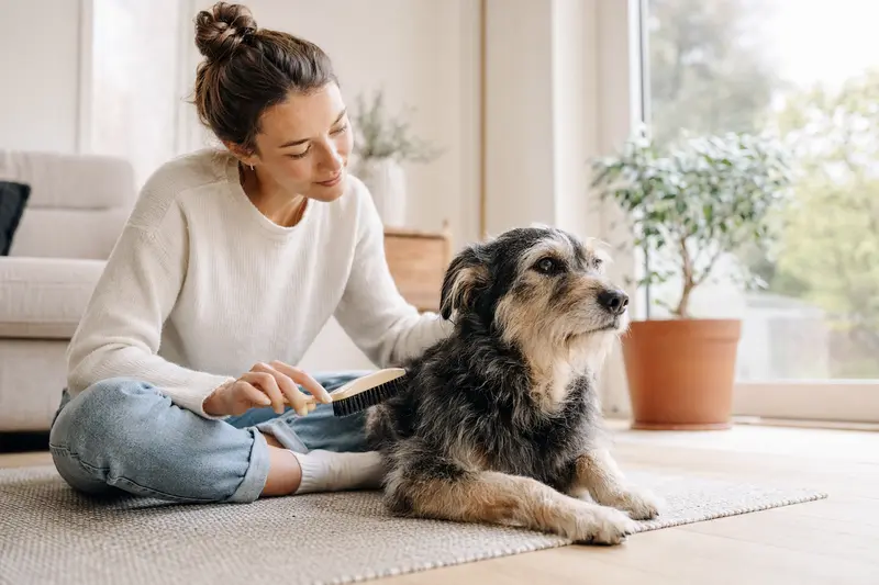 Ein Haldenstover Hund wird in einer hellen Wohnung sanft gebürstet, während sich der Besitzer liebevoll um die Fellpflege kümmert.