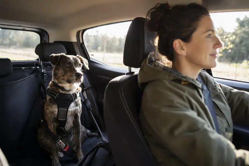 Ein Haldenstover Hund sitzt sicher angeschnallt auf der Rückbank eines Autos, während sein Besitzer entspannt fährt.