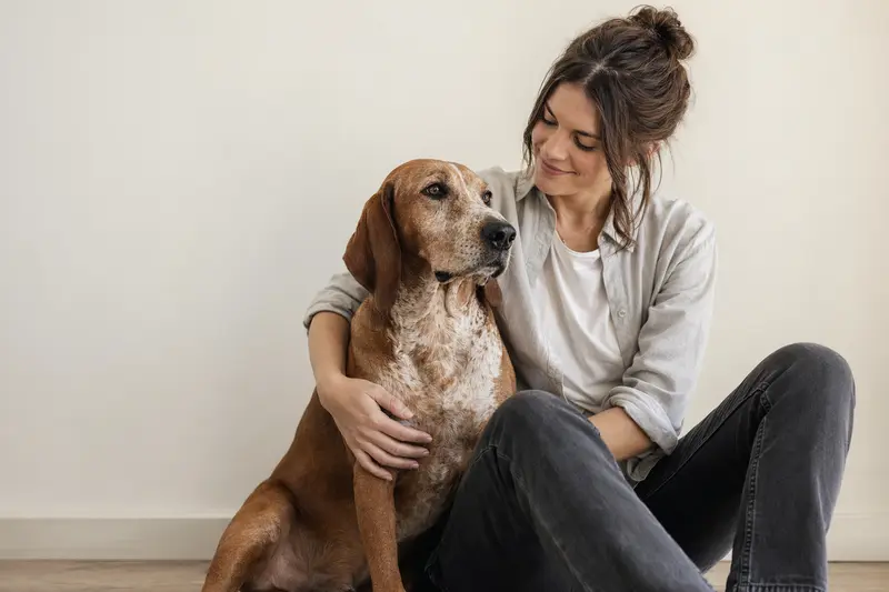 Ein aufmerksam stehender Hamilton-Bracke Hund in natürlicher Haltung vor hellem Hintergrund als professionelles Tierportrait.