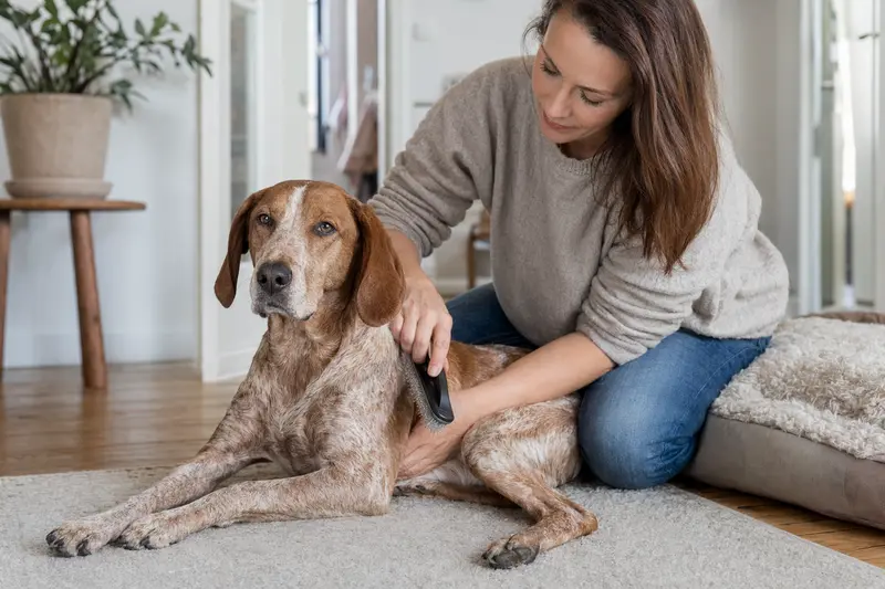 Ein Hamilton-Bracke Hund wird in einer hellen Wohnung liebevoll gebürstet und gepflegt.