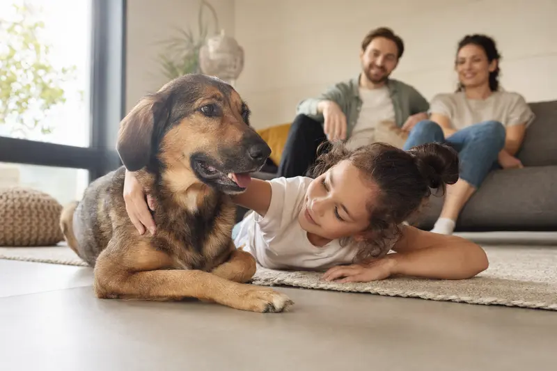 Ein Hamilton-Laufhund liegt entspannt neben einem Kind im Wohnzimmer, während die Eltern im Hintergrund für eine sichere Familienatmosphäre sorgen.