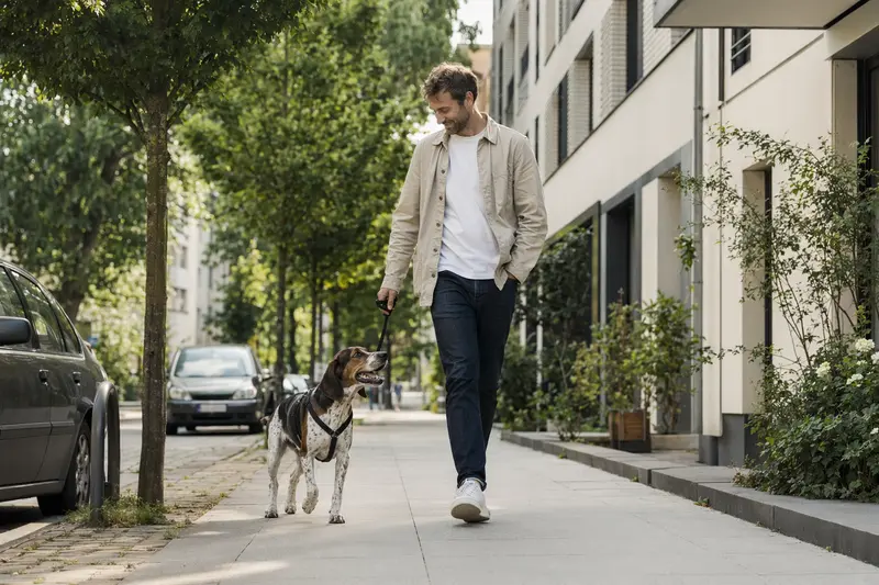 Ein Hamilton-Laufhund läuft mit seinem Besitzer entspannt an der Leine durch eine moderne Stadtstraße.