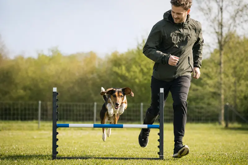Ein Hamilton-Laufhund springt mit seinem Besitzer über eine kleine Trainingshürde auf dem Hundeplatz.