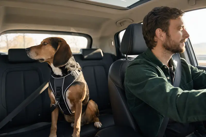 Ein Hamilton-Laufhund sitzt sicher angeschnallt auf der Rückbank eines Autos bei Sonnenlicht.