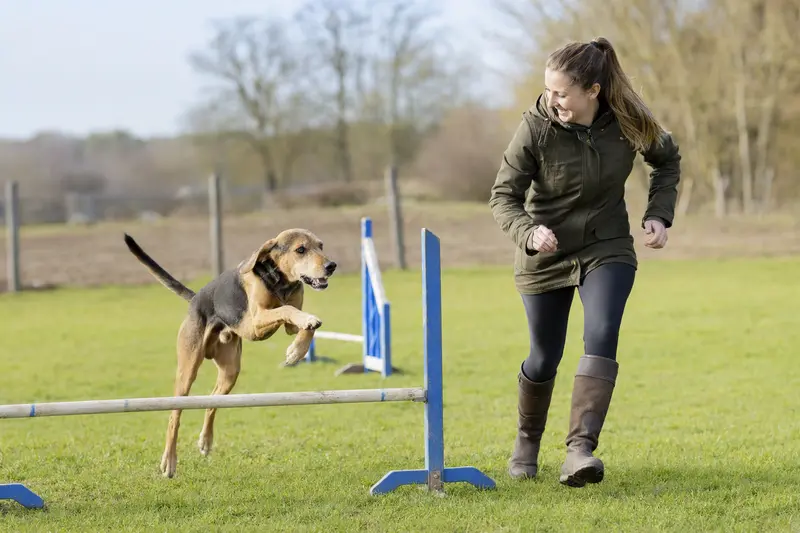 Ein aktiver Hamiltonstövare springt beim Hundetraining über eine kleine Hürde auf dem Hundeplatz.
