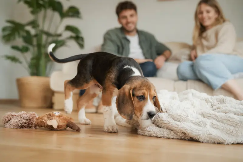 Ein neugieriger Hamiltonstövare Welpe entdeckt sein neues Zuhause mit einer weichen Decke und Spielzeug, während seine Familie im Hintergrund liebevoll zuschaut.