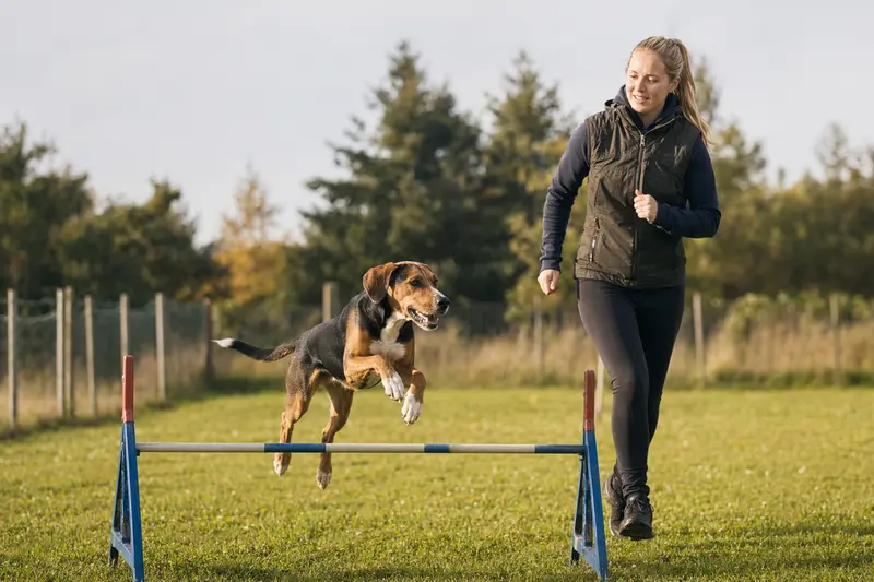 Ein Hamiltonstövare trainiert mit seinem Besitzer an einer kleinen Hürde auf dem Hundeplatz in sonniger, sportlicher Atmosphäre.