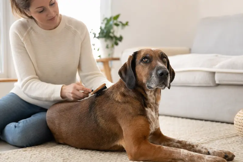 Ein Hannoverscher Schweißhund wird zuhause sanft gebürstet, während sich sein Besitzer liebevoll um die Fellpflege kümmert.