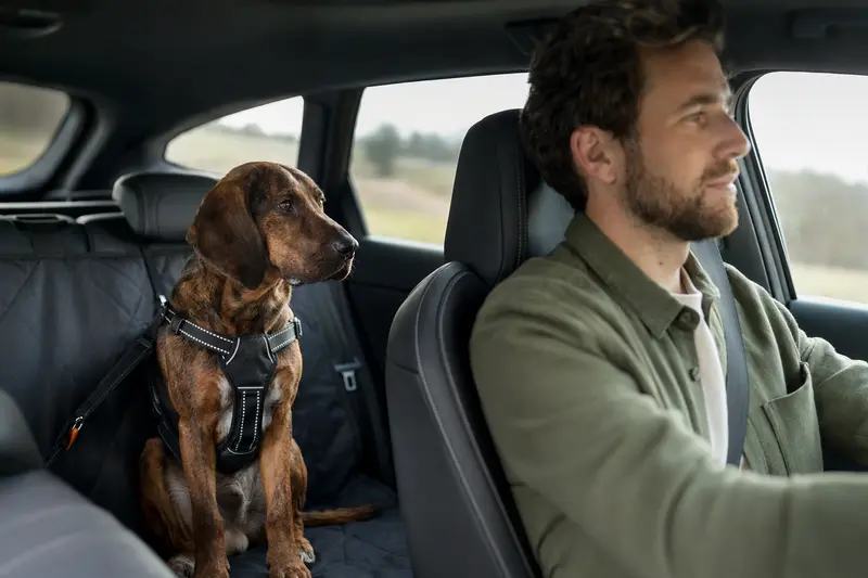 Ein Hannoverscher Schweißhund sitzt sicher im Auto, während der Besitzer entspannt fährt.