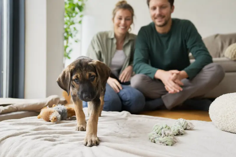 Ein neugieriger Hannoverscher Schweißhund Welpe entdeckt seine weiche Decke und sein Spielzeug in einer hellen, freundlichen Wohnung.