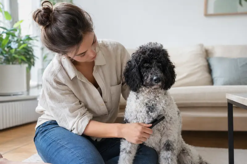 Ein Harlekin-Pudel wird in einer hellen Wohnung sanft gebürstet, während sich der Besitzer liebevoll um die Fellpflege kümmert.