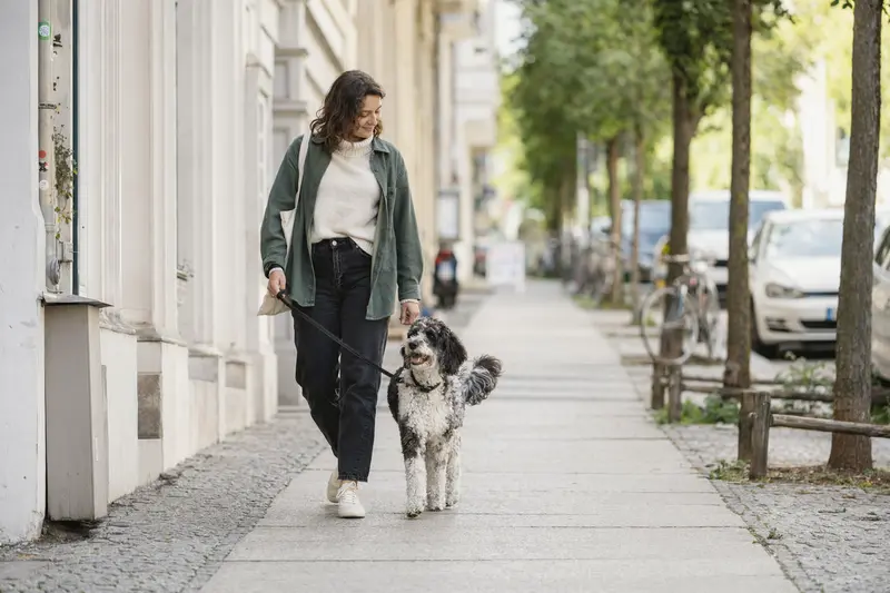 Ein Harlekin-Pudel läuft an der Leine mit seinem Besitzer durch eine freundliche moderne Stadtstraße.