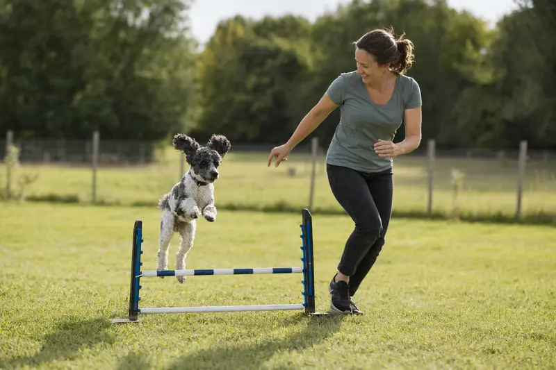 Ein Harlekin-Pudel springt beim Hundetraining über eine kleine Hürde auf dem Hundeplatz mit seinem Besitzer.