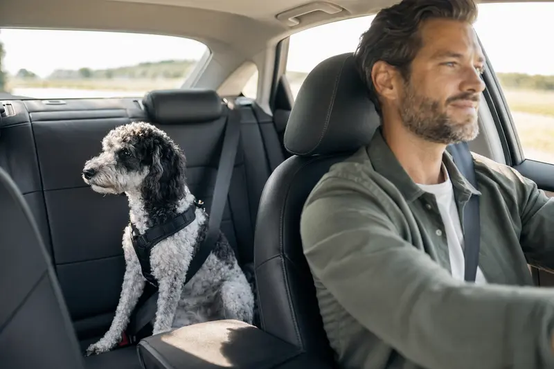 Ein Harlekin-Pudel Hund sitzt sicher angeschnallt auf der Rückbank eines Autos, während sein Besitzer fährt.