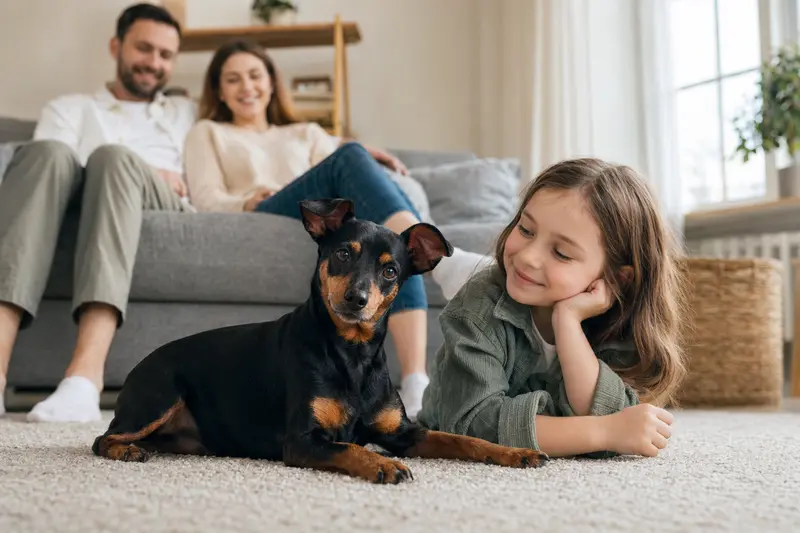 Ein freundlicher Harlekinpinscher liegt entspannt neben einem Kind im hellen Wohnzimmer mit Eltern im Hintergrund.