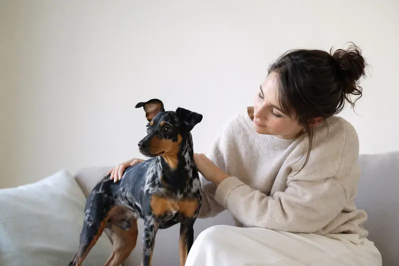 Ein aufmerksam stehender Harlekinpinscher vor hellem Hintergrund im professionellen Tierporträt.