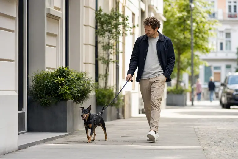 Ein Harlekinpinscher läuft an der Leine mit seinem Besitzer durch eine moderne Stadtstraße.