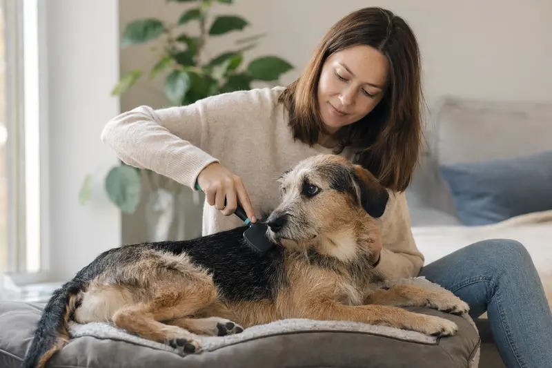 Ein Harrier Hund wird in einer hellen Wohnung liebevoll gebürstet, während der Besitzer die Fellpflege behutsam übernimmt.
