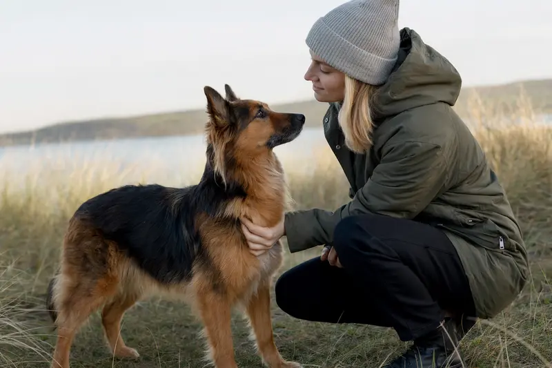 Aufmerksam stehender Harzer Fuchs Hund in natürlicher Haltung vor hellem neutralem Hintergrund.