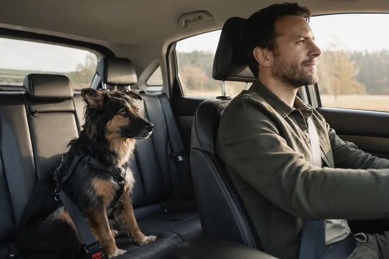 Ein Harzer Fuchs sitzt sicher angeschnallt auf der Rückbank eines Autos, während der Besitzer ruhig fährt.