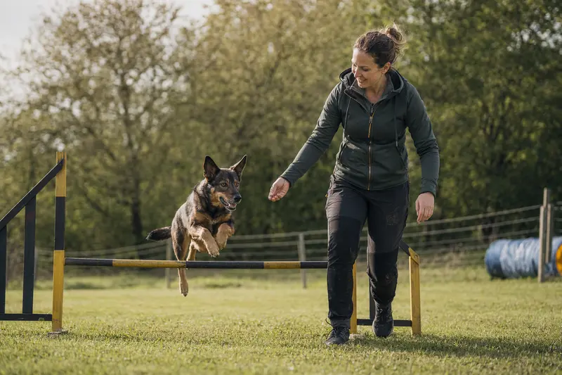 Ein aktiver Harzer Fuchs springt mit seinem Besitzer über eine kleine Trainingshürde auf dem Hundeplatz.