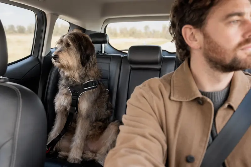 Ein sicher angeschnallter Haut-Poitou Hund auf der Rückbank eines Autos, während der Besitzer beschäftigt fährt.