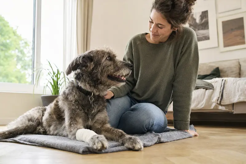Ein entspannter Haut-Poitou Hund mit Verband liegt neben seinem erleichterten Besitzer in einer hellen Wohnung.