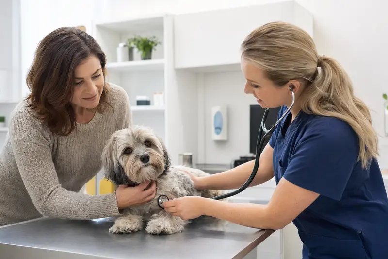 Ein ruhiger Havaneser Hund wird behutsam von einer freundlichen Tierärztin in einer modernen Tierarztpraxis mit einem Stethoskop untersucht, während der Besitzer beruhigend daneben steht.