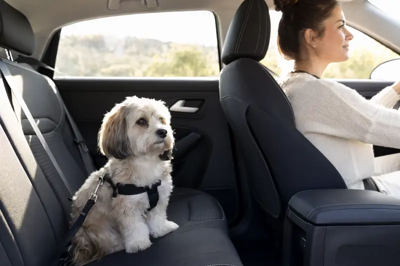 Ein Havaneser Hund sitzt sicher angeschnallt auf der Rückbank eines Autos, während sein Besitzer fährt.