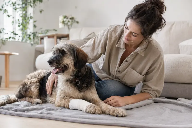 Ein Hawaiian Poi Dog mit einem leichten Verband an der Pfote liegt entspannt auf einer Decke, während sein Besitzer voller Erleichterung daneben sitzt.