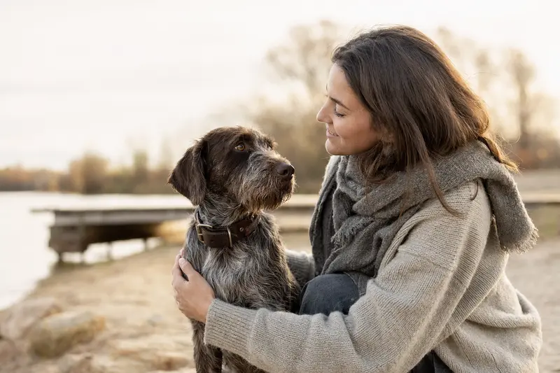 Aufmerksam stehender Heidewachtel Hund im professionellen Tierportrait vor hellem neutralem Hintergrund.