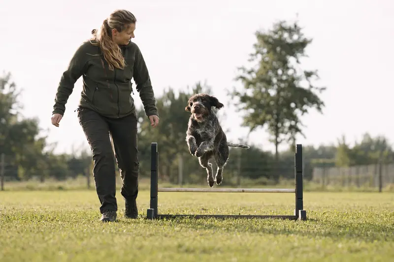 Ein aktiver Heidewachtel Hund springt mit seinem Besitzer über eine kleine Trainingshürde auf dem Hundeplatz in sonniger Umgebung.