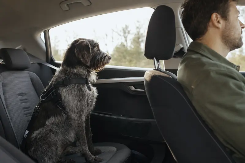 Ein Heidewachtel Hund sitzt angeschnallt auf der Rückbank eines Autos, während das Sonnenlicht durch das Fenster strahlt.