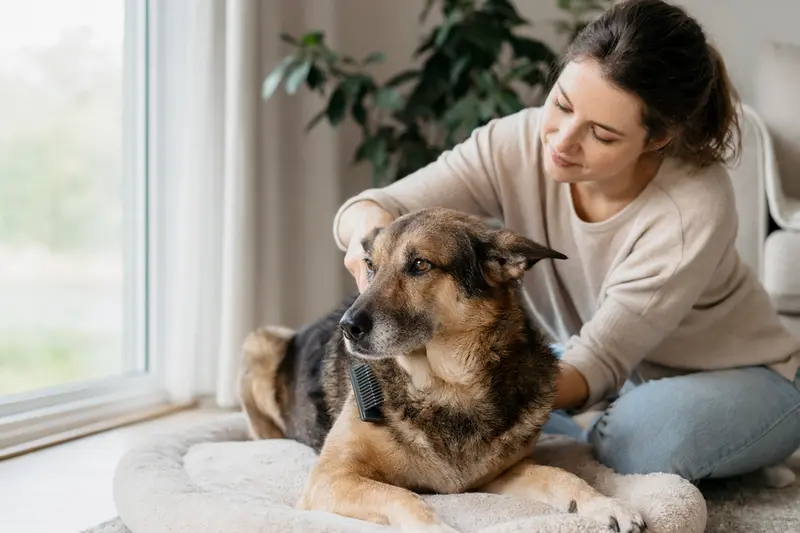 Ein Herder Hund wird in einer hellen Wohnung liebevoll gebürstet und gepflegt.