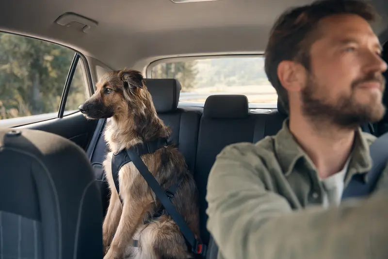 Ein sicher angeschnallter Herder Hund auf der Rückbank eines Autos, während sein Besitzer ruhig fährt.