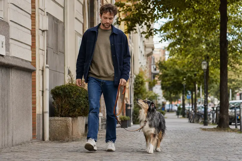 Ein Highland Collie läuft an der Leine mit seinem Besitzer durch eine freundliche moderne Stadtstraße.