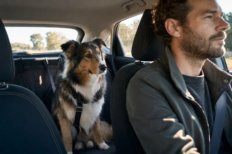 Ein Highland Collie sitzt sicher angeschnallt auf der Rückbank eines Autos, während die Sonne durch das Fenster scheint.