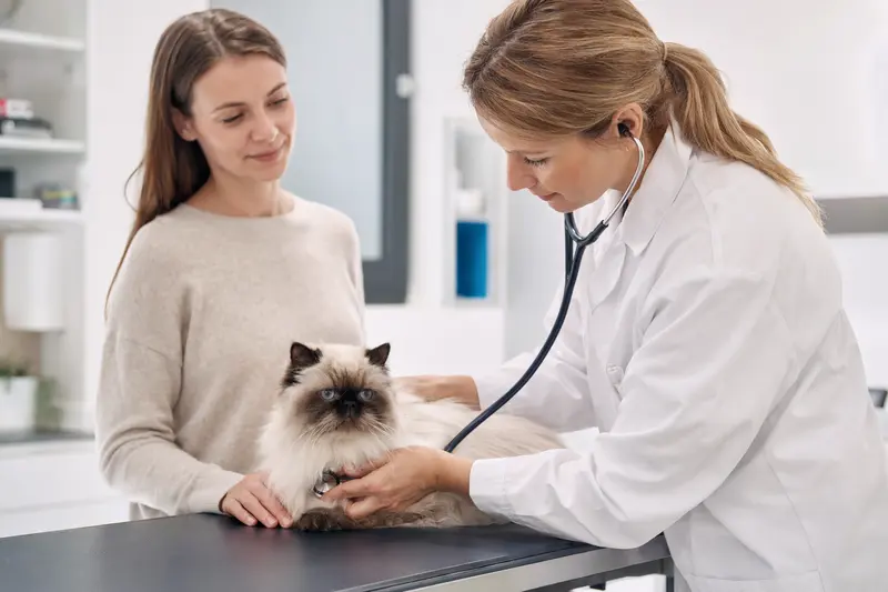 Eine ruhige Himalaya Katze wird von einer freundlichen Tierärztin mit einem Stethoskop in einer modernen Tierarztpraxis untersucht, während der Besitzer beruhigend danebensteht.