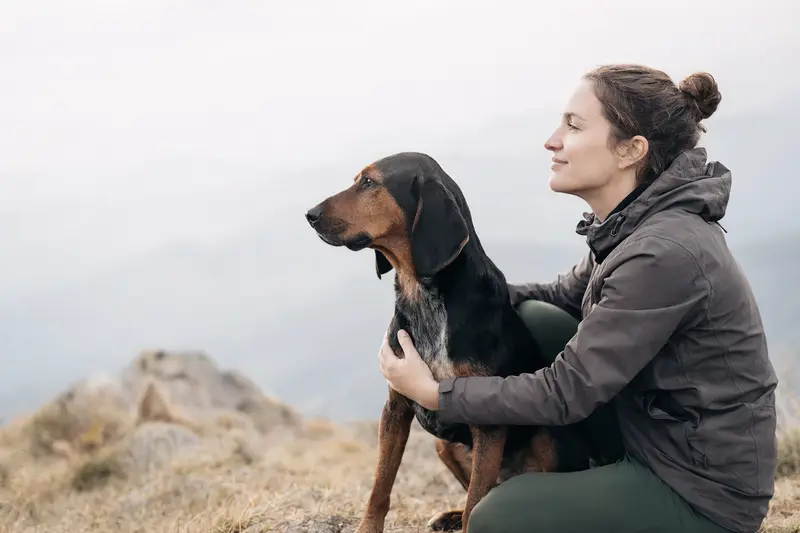Ein Hochgebirgsbracke-Hund steht aufmerksam vor hellem neutralem Hintergrund in einem realistischen Tierportrait.