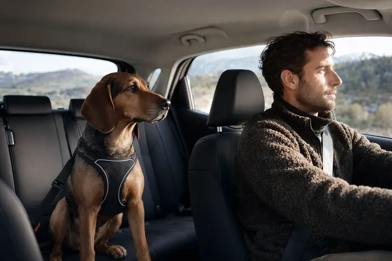 Ein Hochgebirgsbracke Hund ist sicher auf der Rückbank eines Autos angeschnallt, während das Sonnenlicht durch das Fenster strahlt.