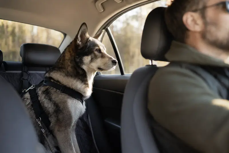 Ein Hokkaido Hund sitzt sicher angeschnallt auf der Rückbank eines Autos, während der Besitzer ruhig fährt.