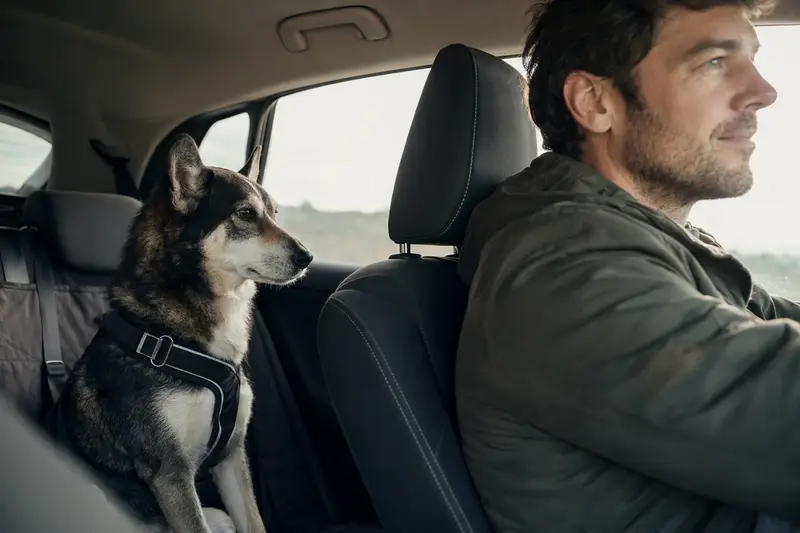 Ein Hokkaido Hund sitzt sicher angeschnallt auf der Rückbank eines Autos, während sein Besitzer entspannt fährt.