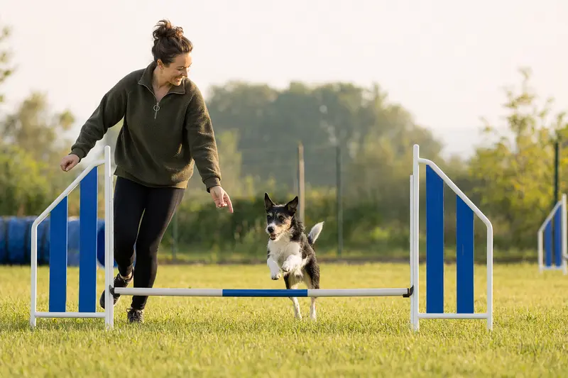 Ein Holländischer Rattler springt mit seinem Besitzer über eine kleine Trainingshürde auf dem Hundeplatz.